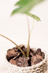 Alocasia golden new guenia